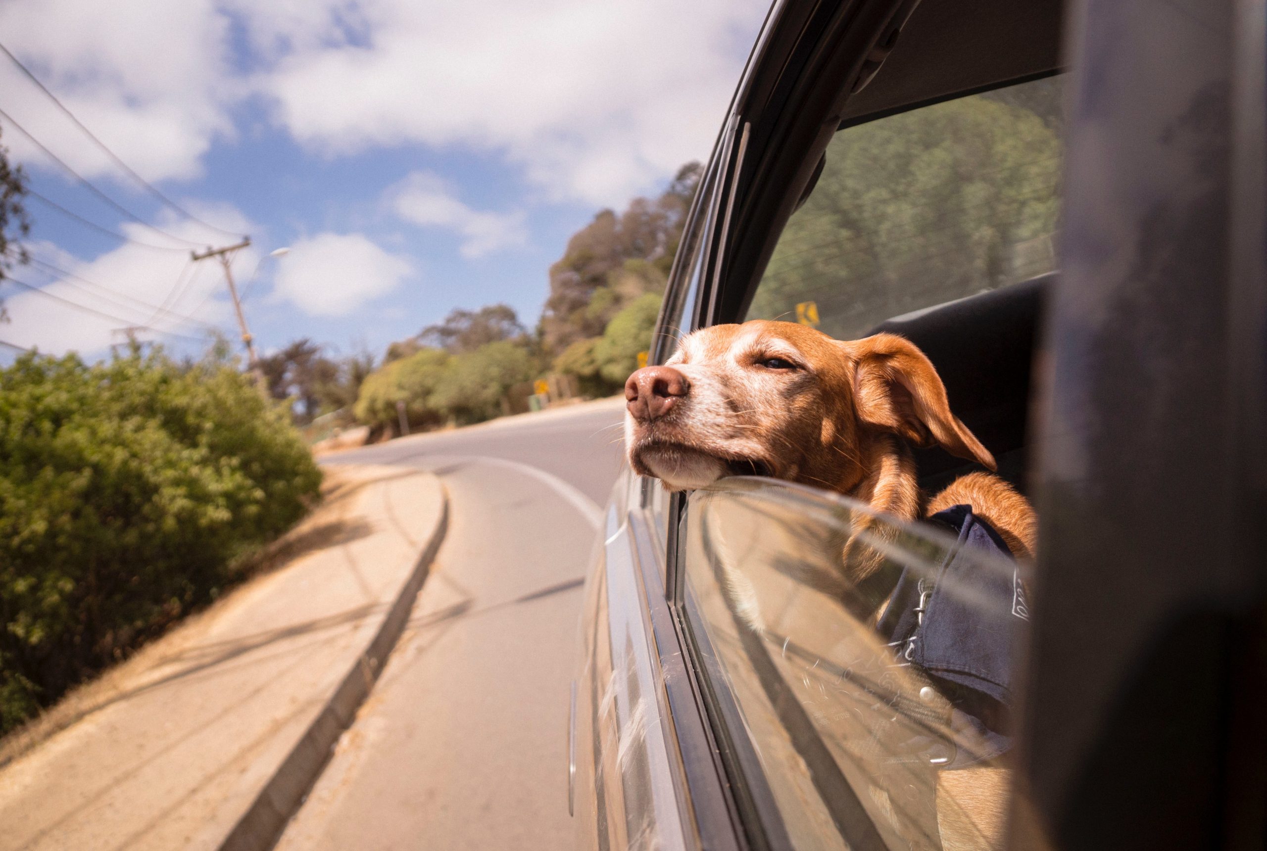 Dog Travel: A Guide To Finding & Staying At Pet-Friendly Hotels - DogTime